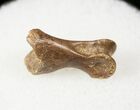 Small Theropod (Raptor) Toe Bone - Hell Creek Formation #12783-1